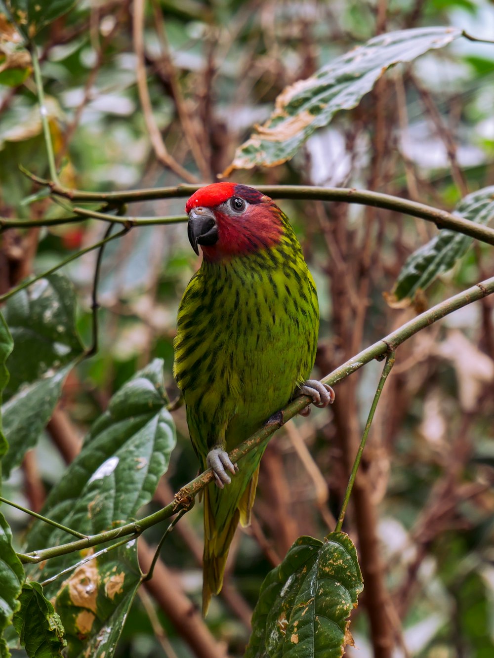 a green and red bird sitting on top of a tree branch