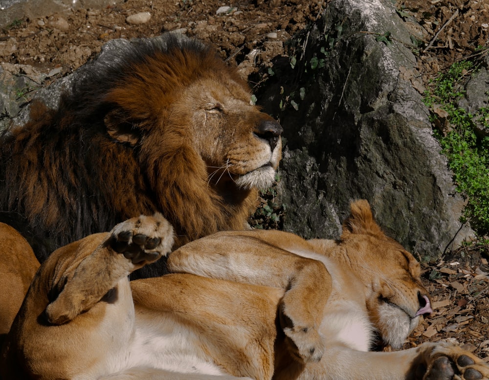 a group of lions laying on top of a dirt field