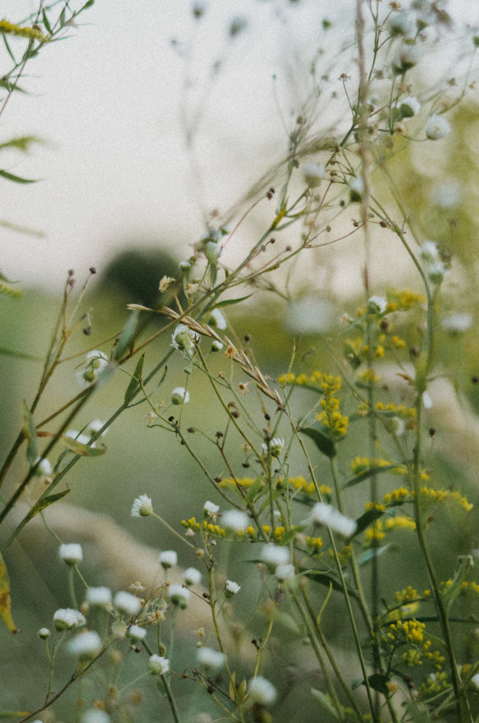 The image depicts a field of tall, green grass with white flowers scattered throughout. The perspective is from below, looking up at the towering blades and delicate blooms. The background is blurred, drawing focus to the vibrant foreground.