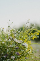 a bunch of wild flowers in a field