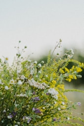 a bunch of wild flowers in a field