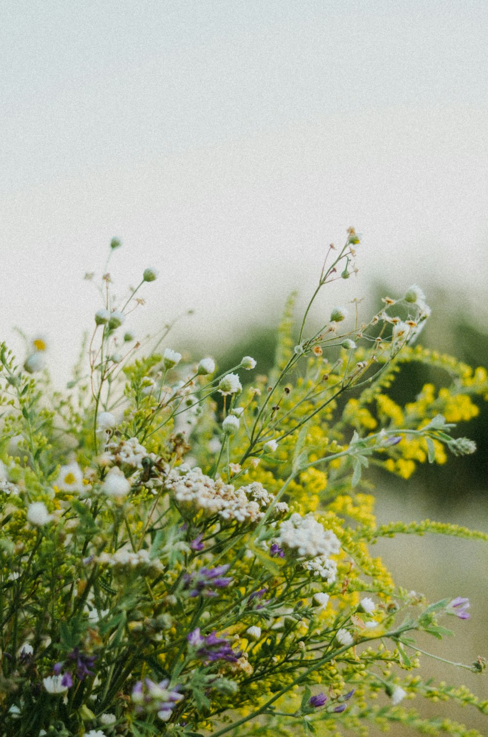 a bunch of wild flowers in a field