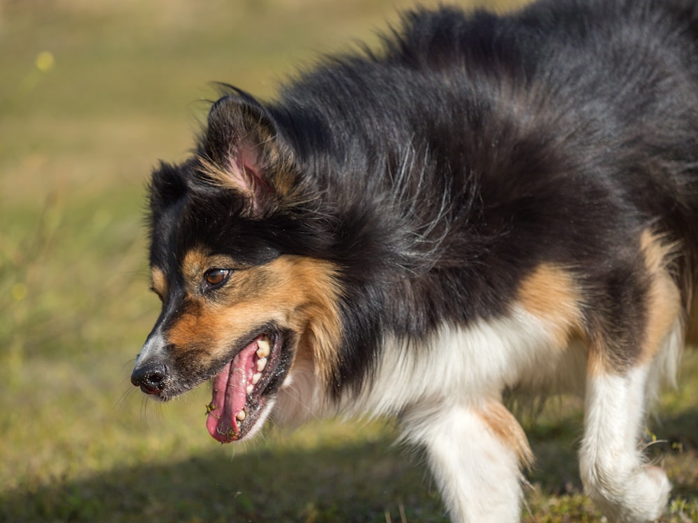 a dog with it's mouth open walking in the grass