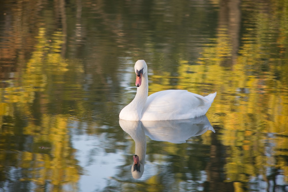 a white swan is swimming in a pond