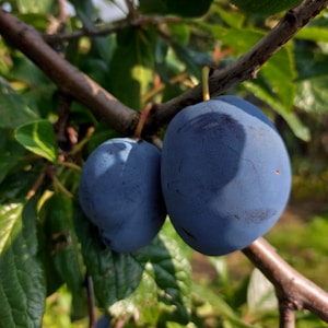 Juicy Plums