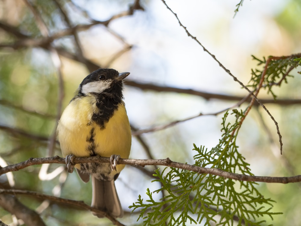 a small bird perched on a branch of a tree