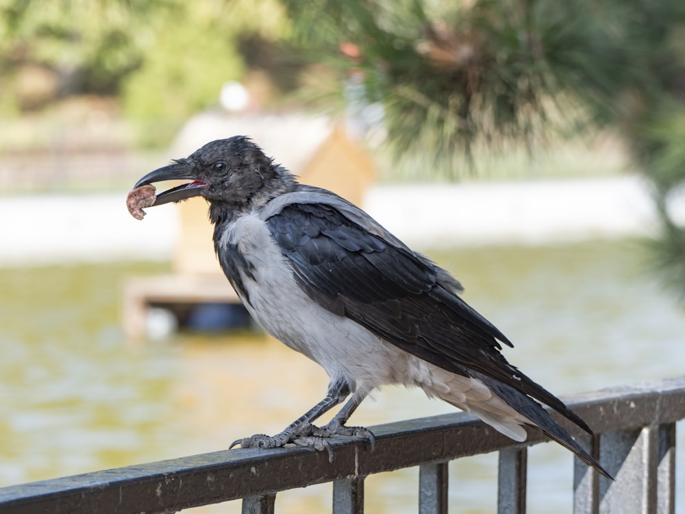 a black and white bird sitting on top of a metal fence