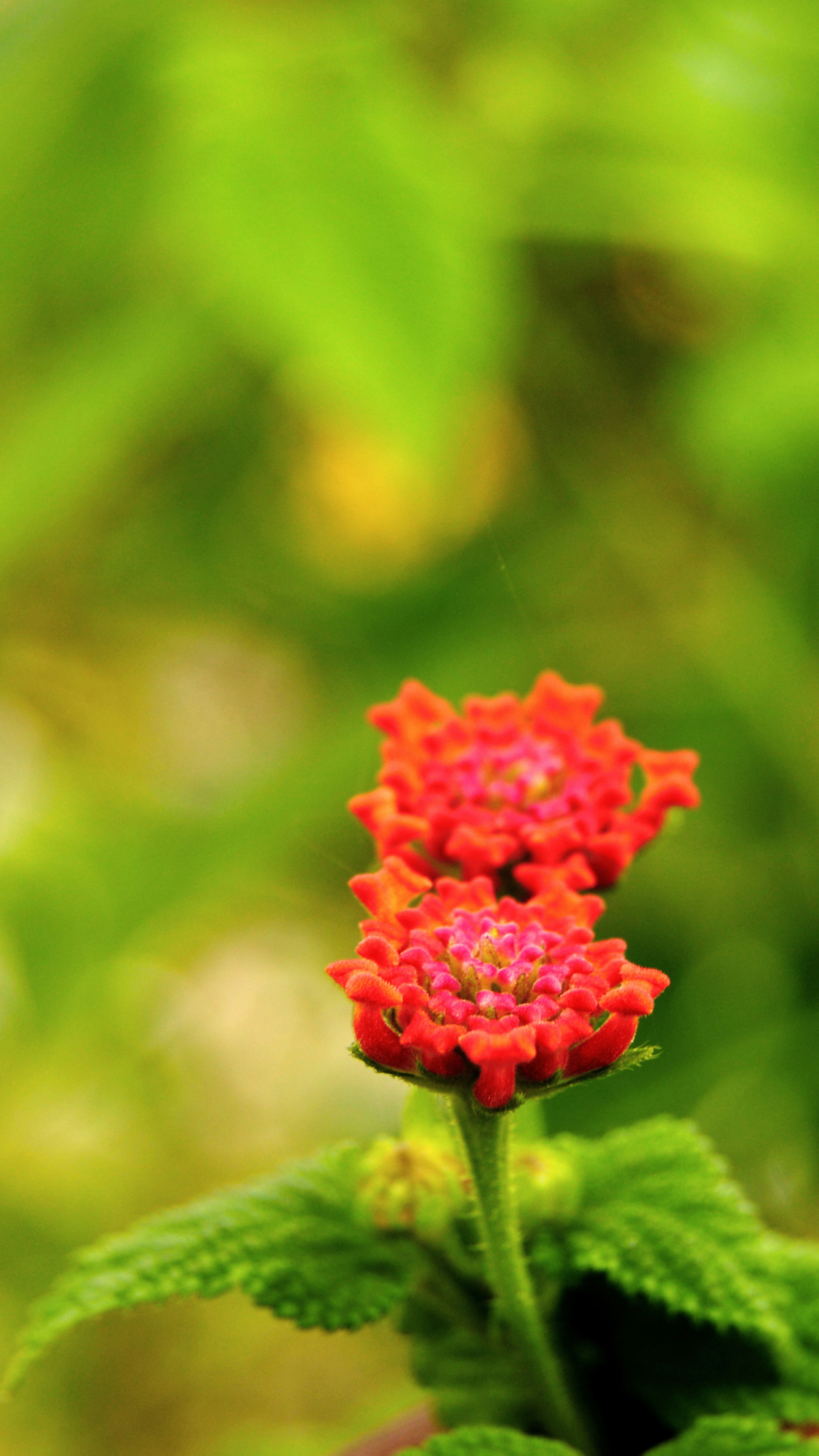 uma flor vermelha com folhas verdes no fundo