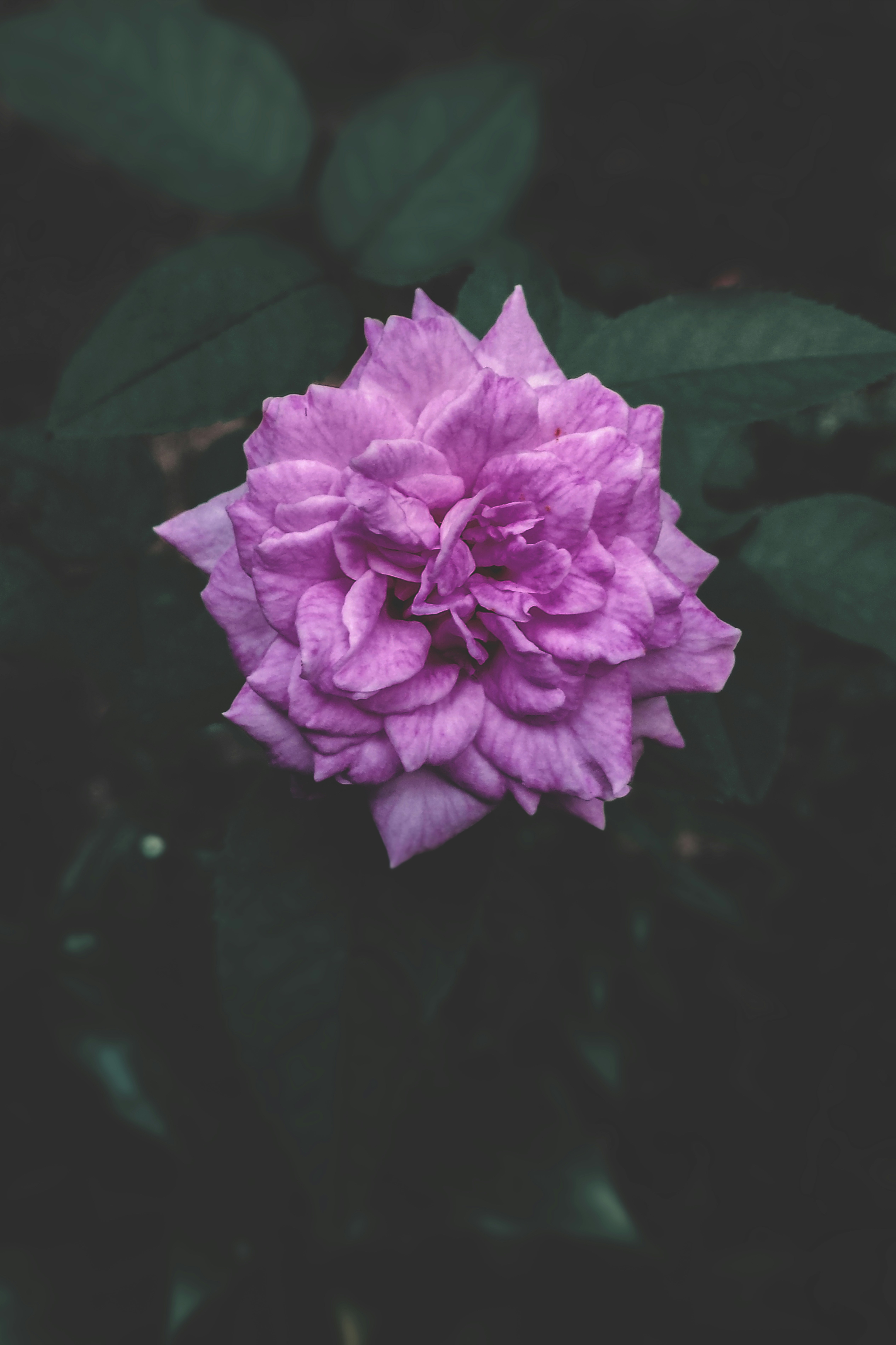 Photo by abhilashbalakrishnan97