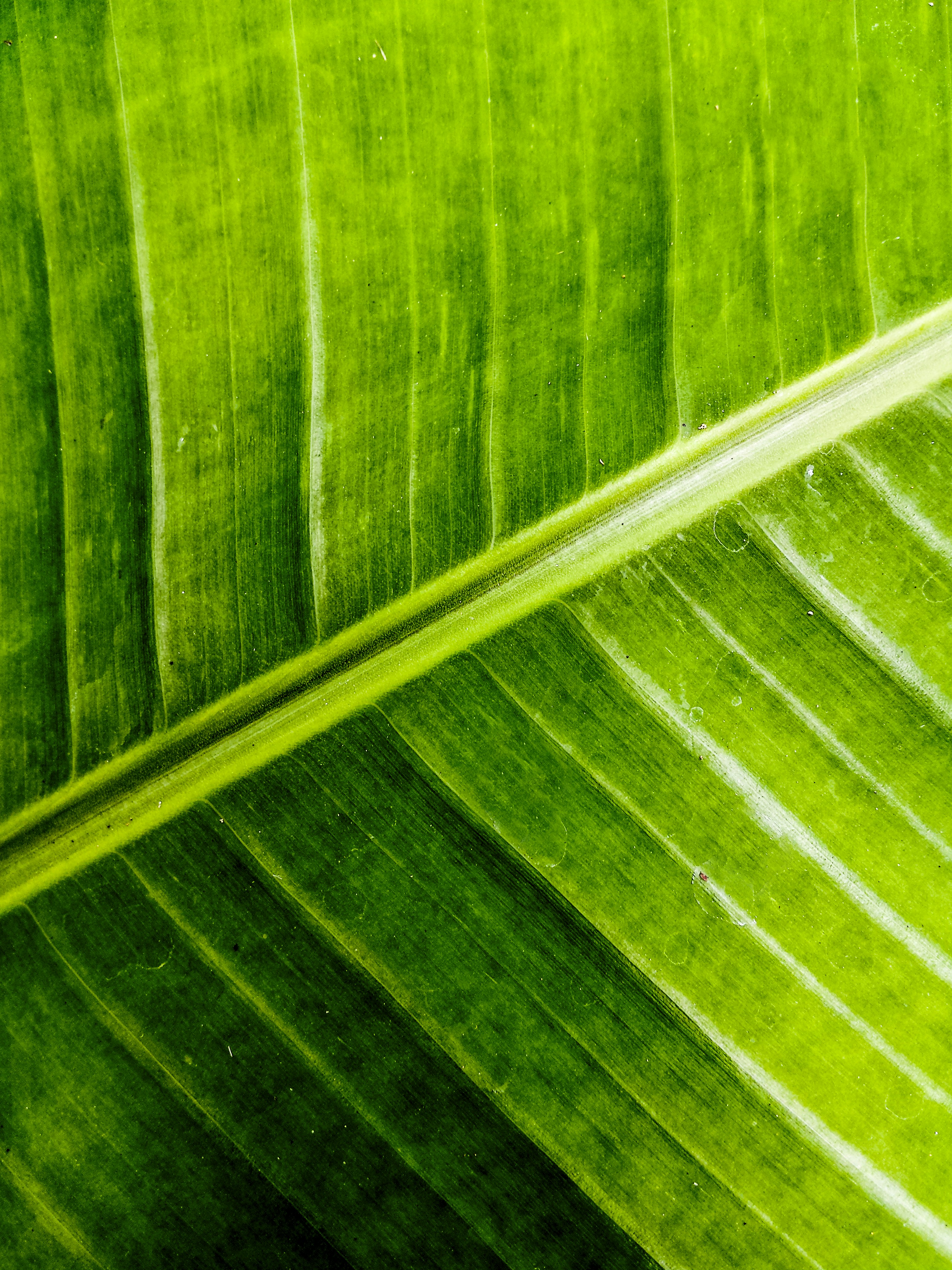 um close up de uma grande folha verde