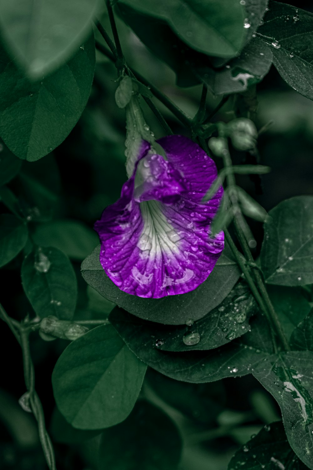 a purple flower with water droplets on it