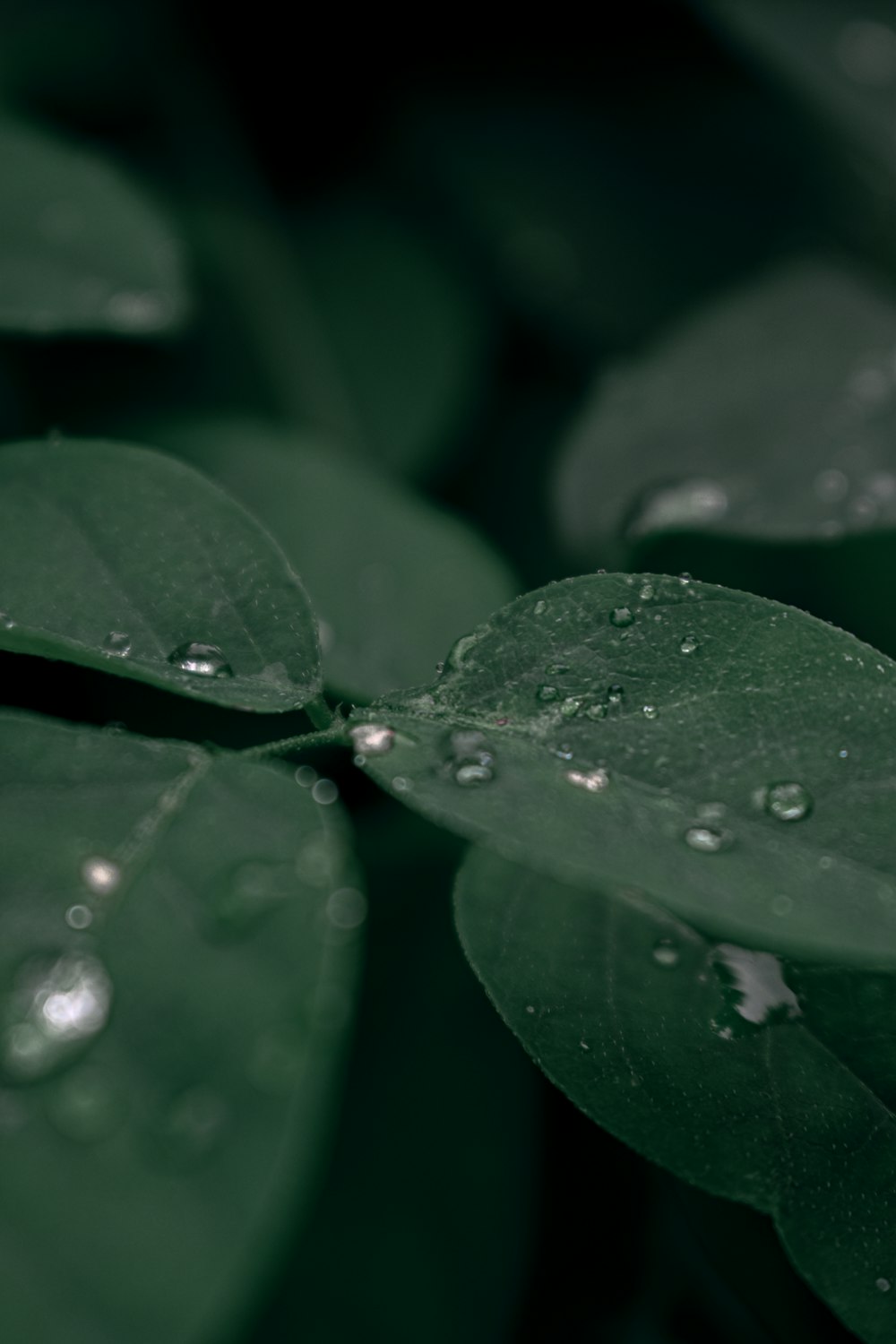 a green leaf with water droplets on it