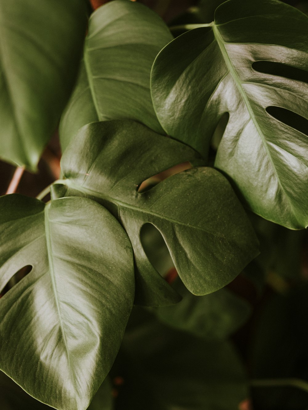 a close up of a large green leaf