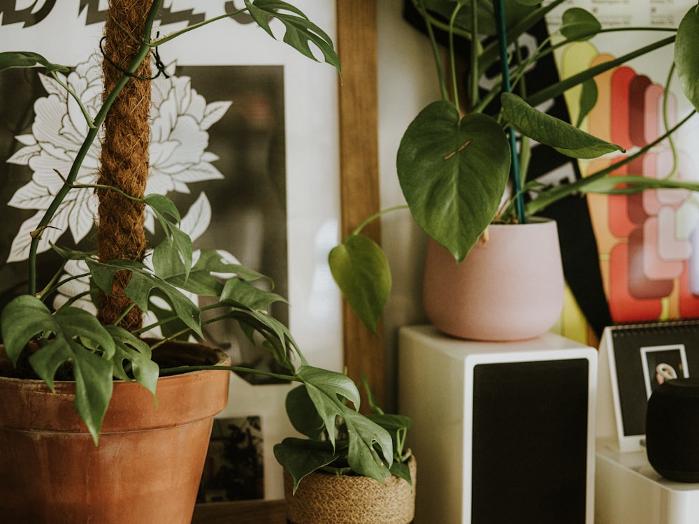 a potted plant sitting on top of a wooden table