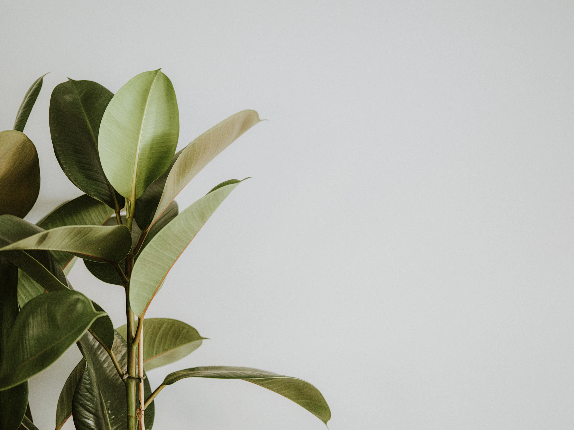 a potted plant with green leaves against a white wall