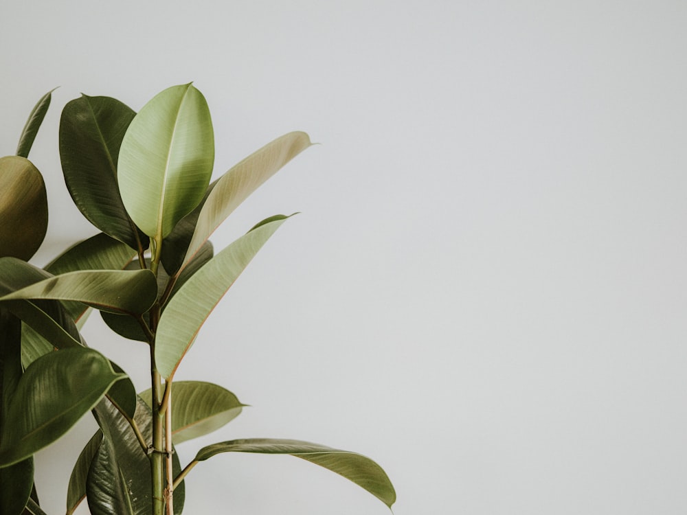 a potted plant with green leaves against a white wall