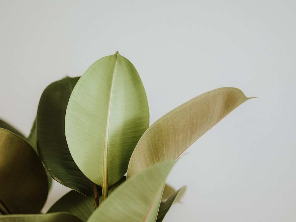 a close up of a plant with a white background