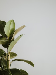 A close-up view of a rubber plant with large, glossy leaves against a light, neutral background. The plant's leaves are a rich green color with a subtle sheen, and they extend outward from a thick central stem.