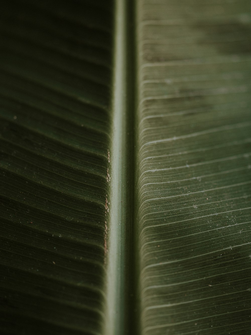 eine Nahaufnahme eines grünen Blattes mit verschwommenem Hintergrund