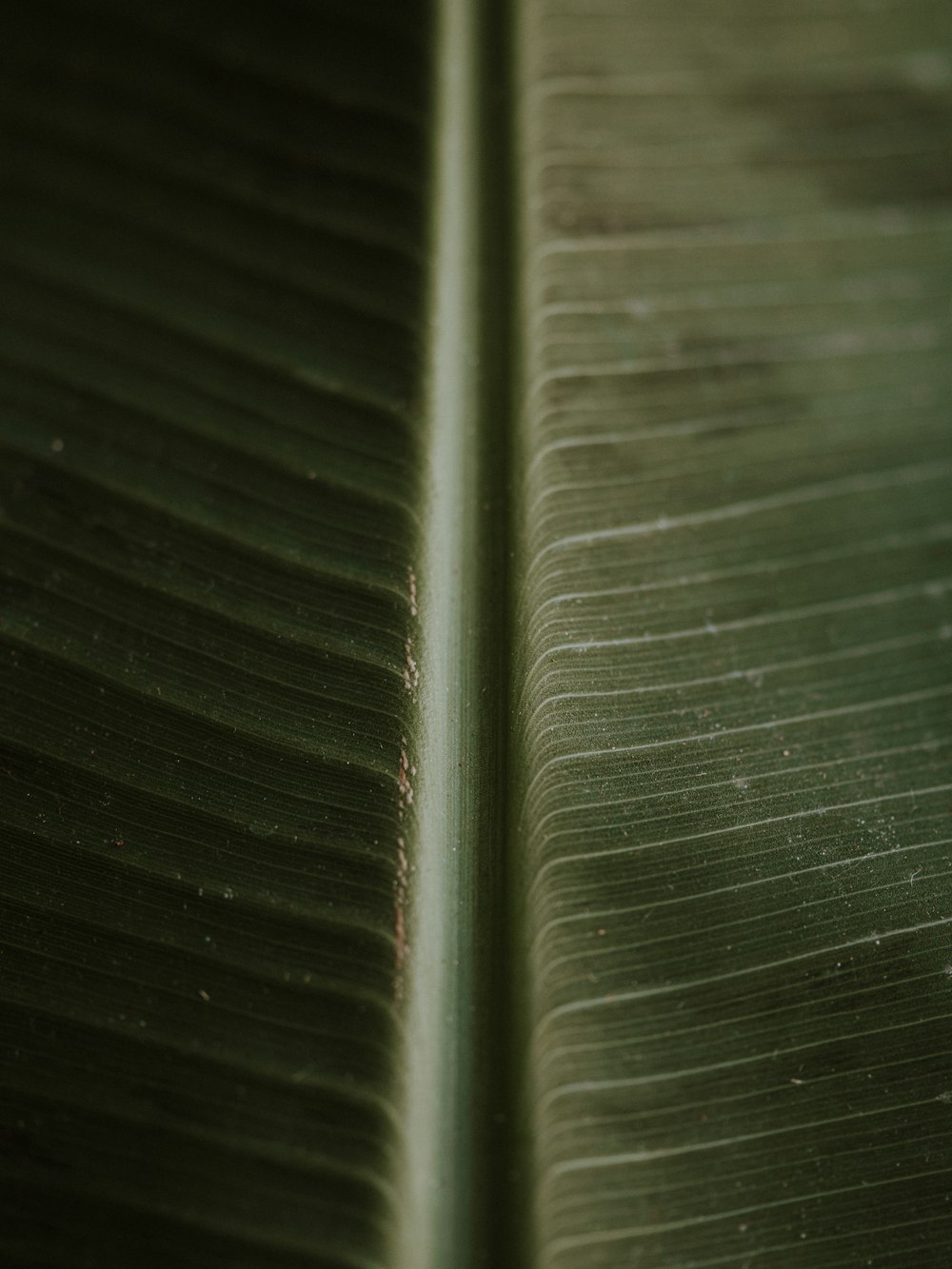 a close up of a green leaf with a blurry background