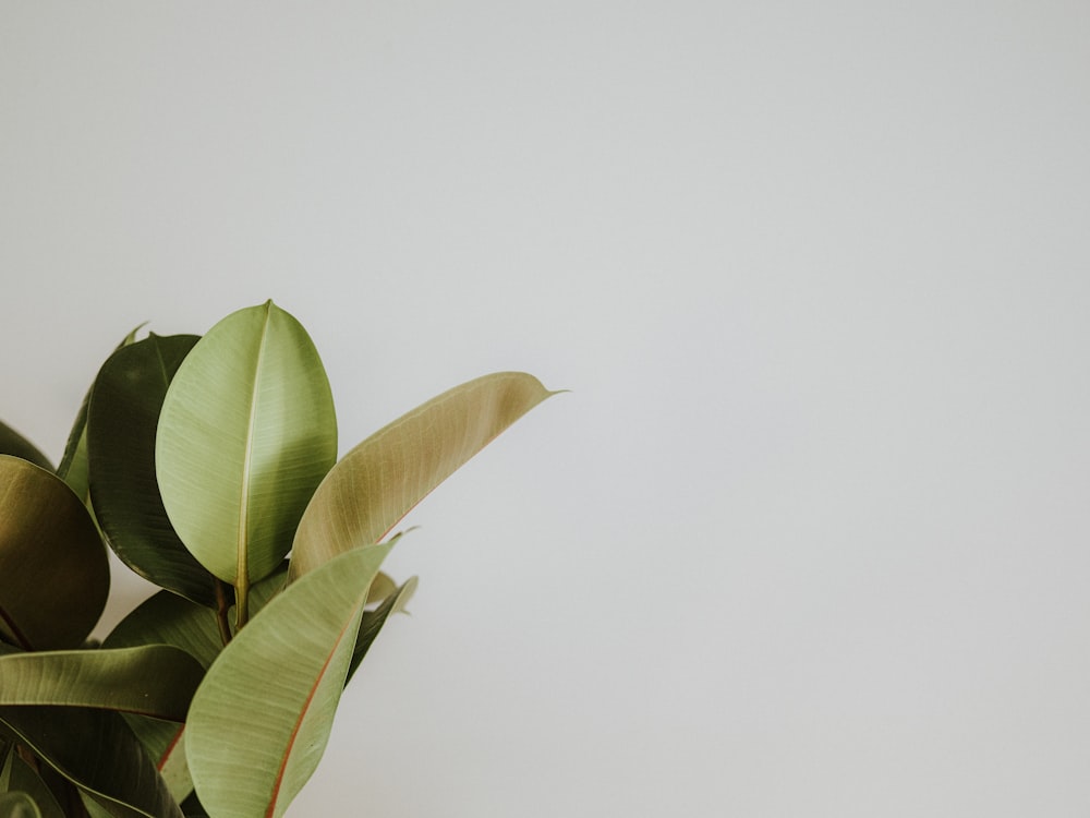 a close up of a plant with a white wall in the background