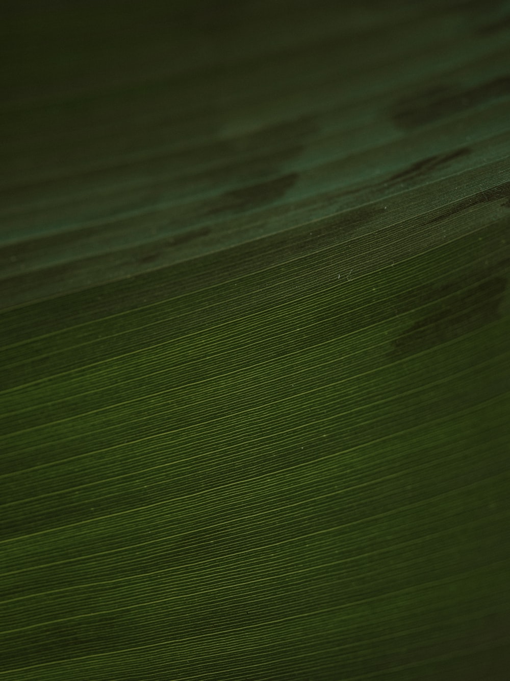 a close up view of a green leaf