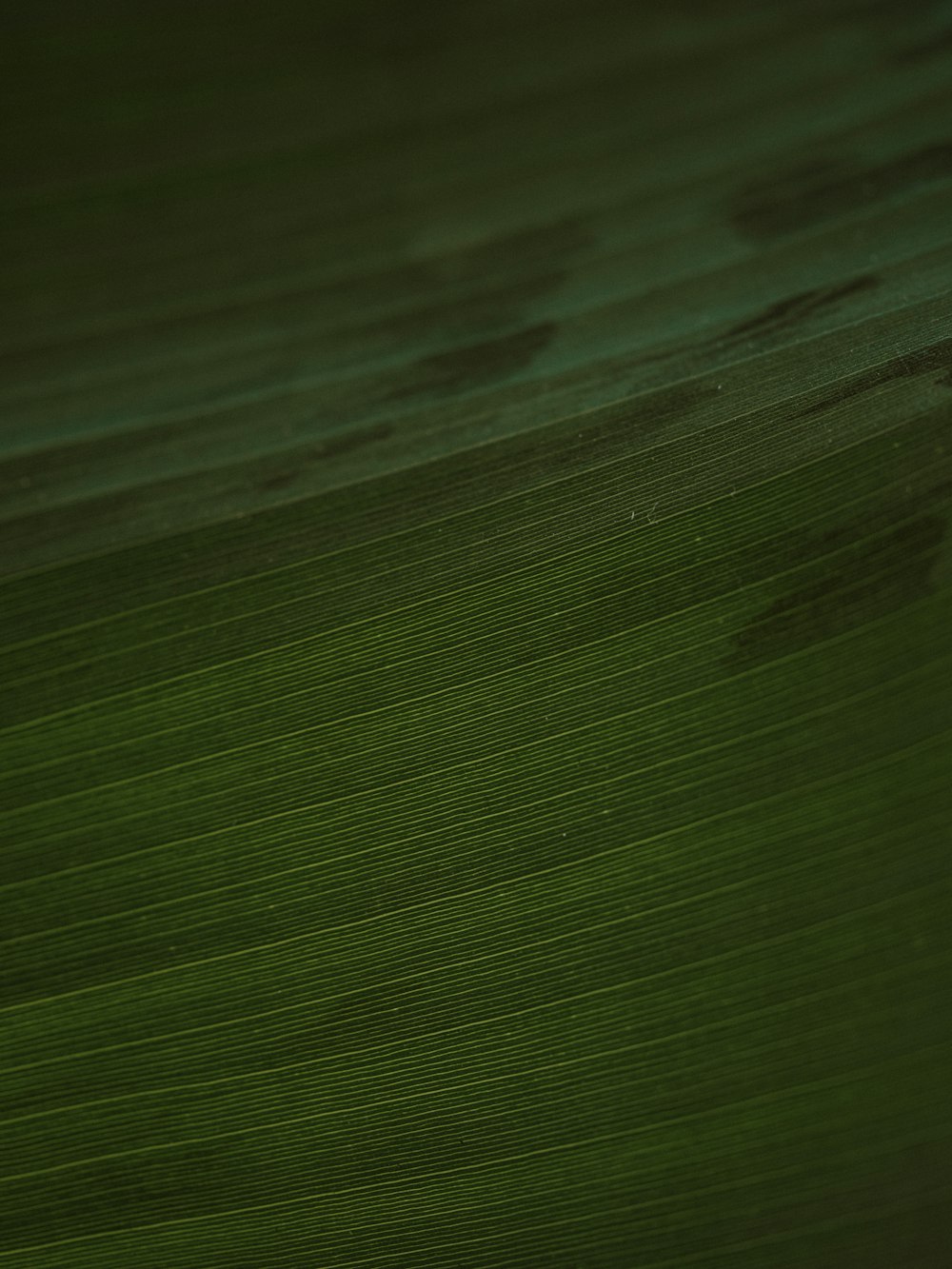 a close up view of a green leaf