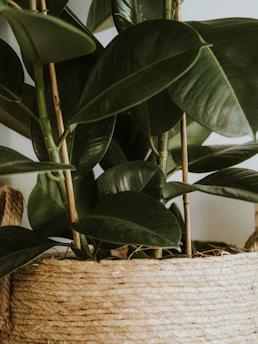 A lush green plant with broad, glossy leaves is set in a woven, natural fiber basket. The plant's thick stems and healthy foliage are prominently featured, creating a sense of vitality and freshness.