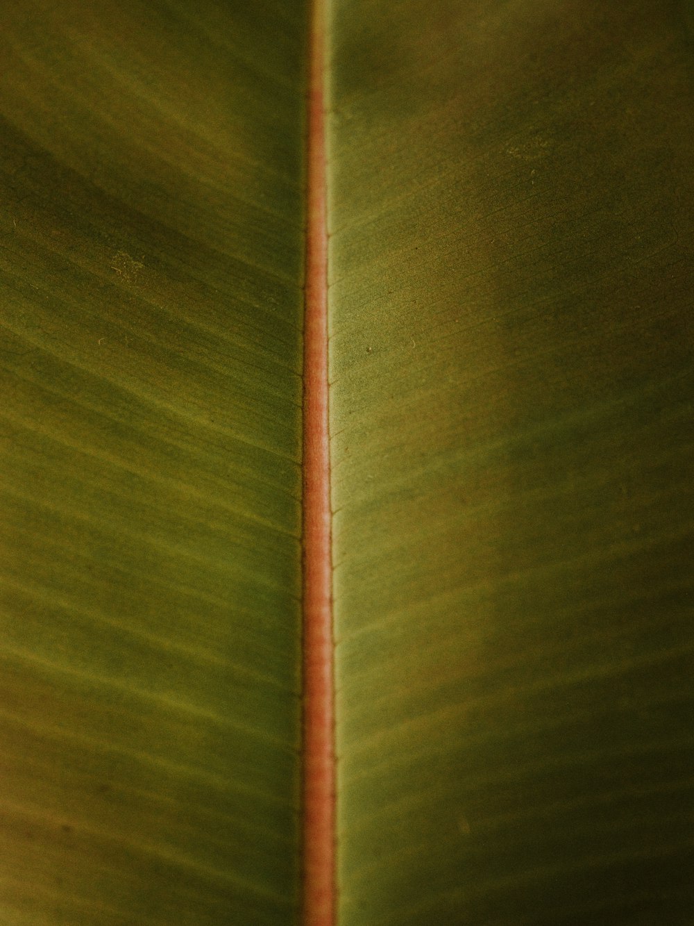 a close up view of a green leaf