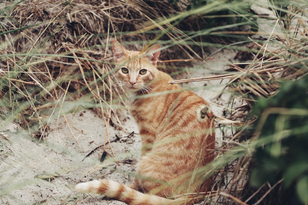 a cat is sitting in the grass by itself