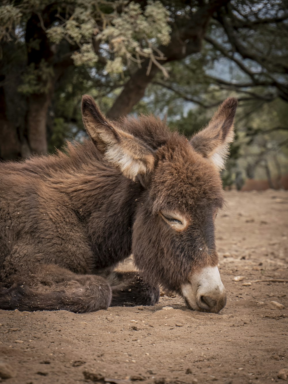 a donkey laying down on a dirt road