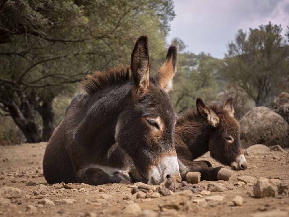 two donkeys laying down on a rocky ground