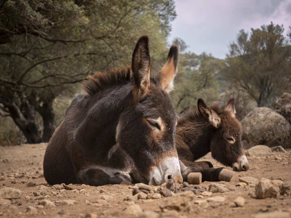 dois burros deitados em um terreno rochoso