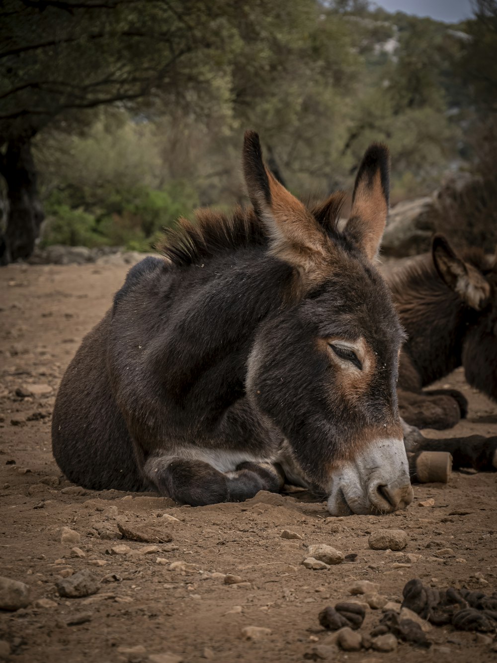 a donkey laying down on a dirt road