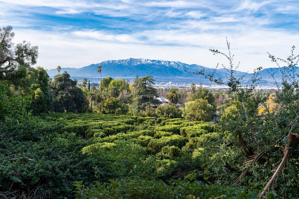 Blick auf die Berge und Bäume von der Spitze eines Hügels