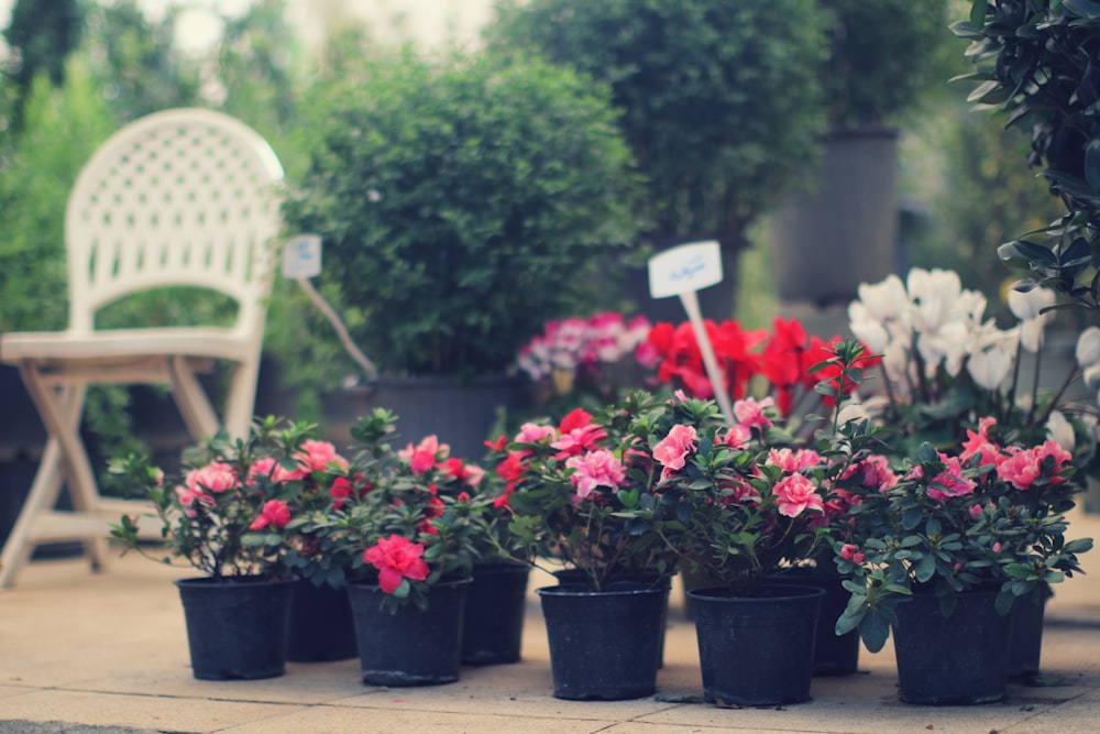 a group of potted flowers sitting on a patio