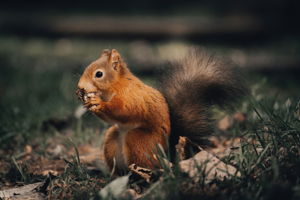 a red squirrel eating a nut in the grass