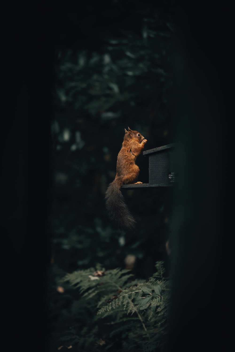 a squirrel sitting on top of a bird feeder