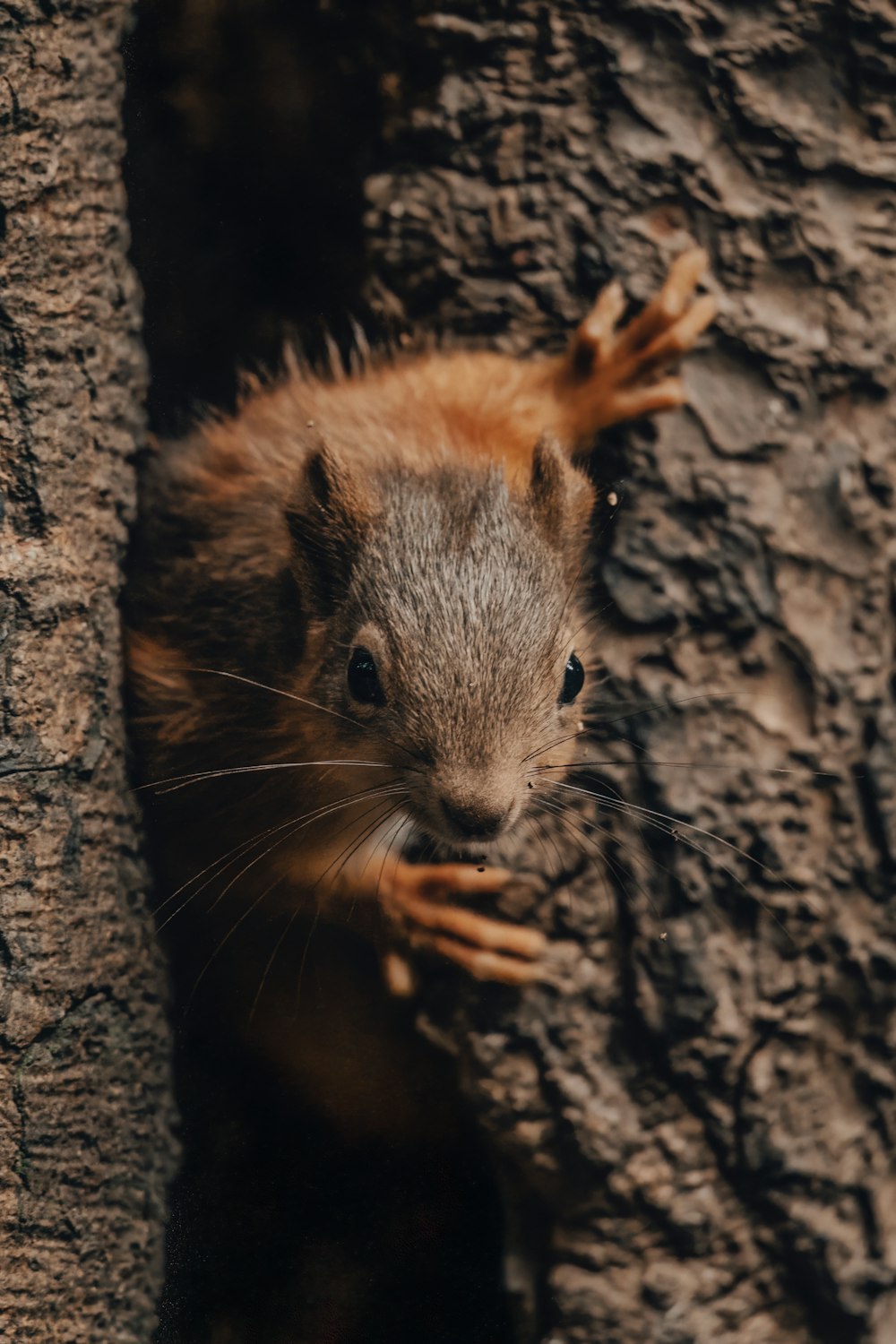 a squirrel peeking out of a hole in a tree