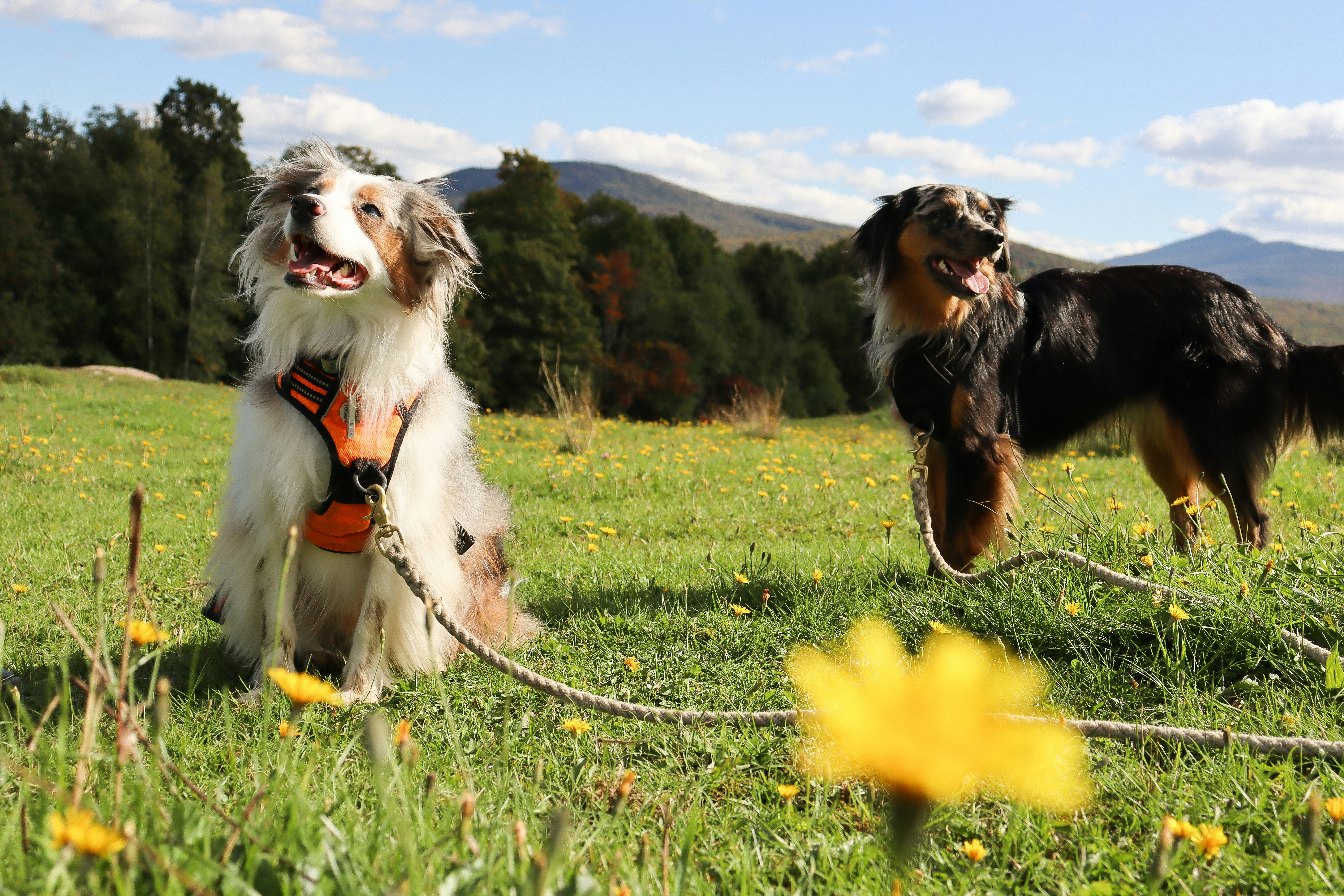 um casal de cães que estão de pé na grama