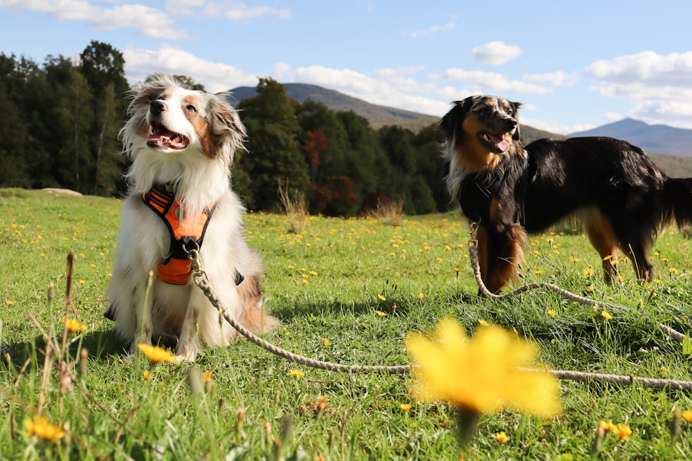 a couple of dogs that are standing in the grass