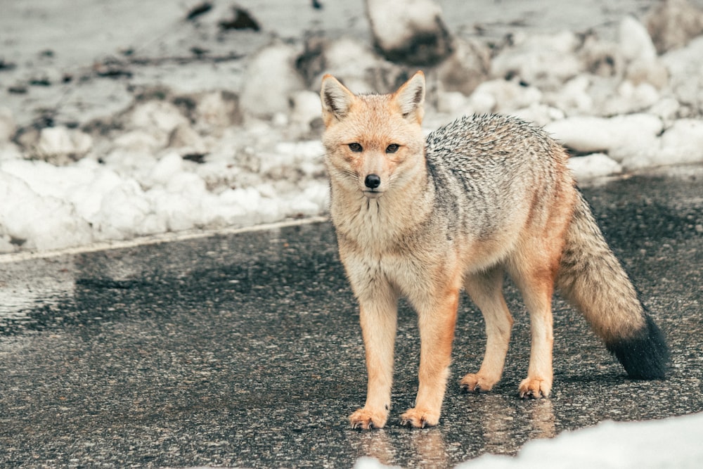 a fox standing in the middle of a road
