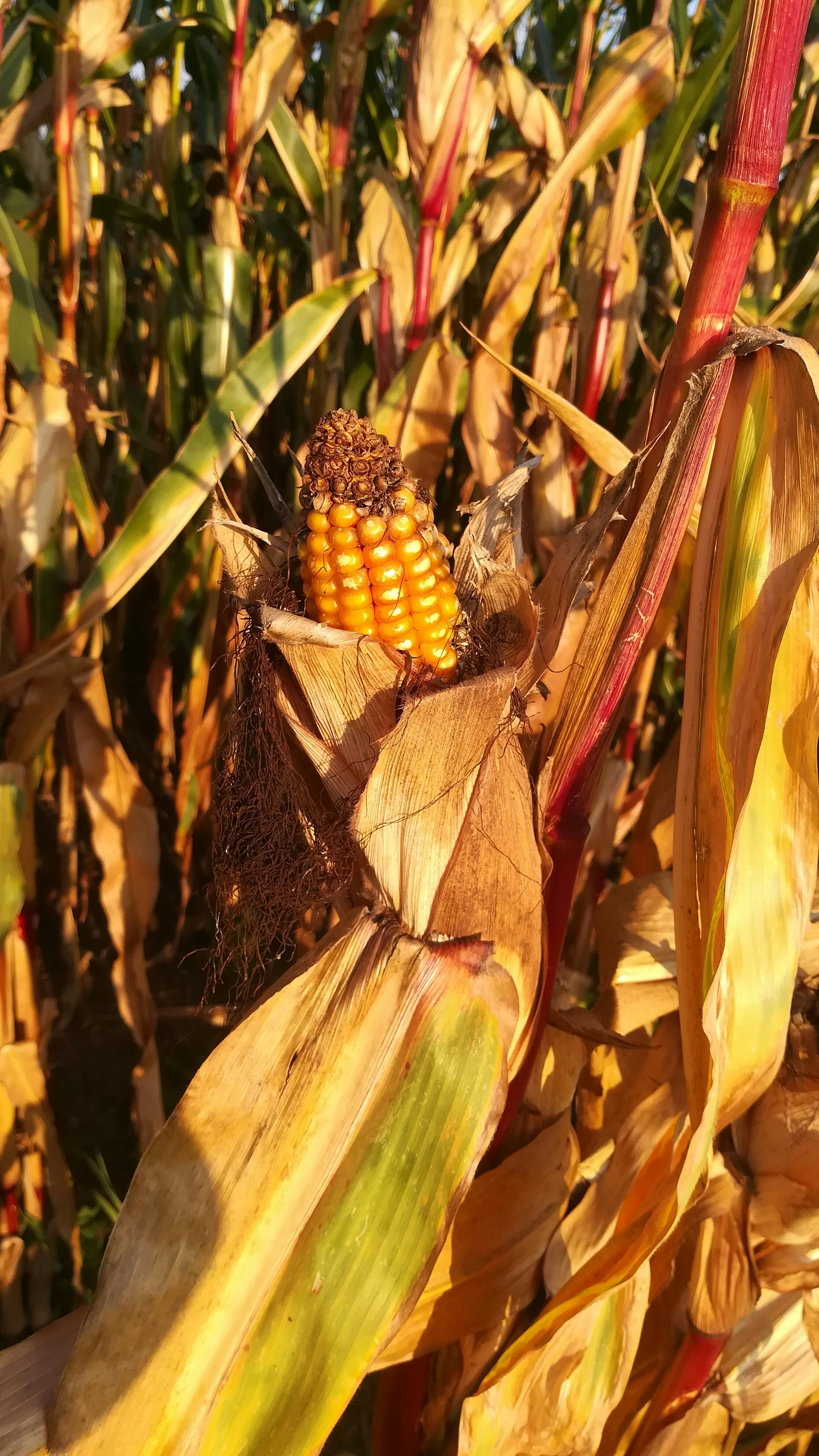 Golden maize cobs drying in sunlight, warm amber agricultural tones