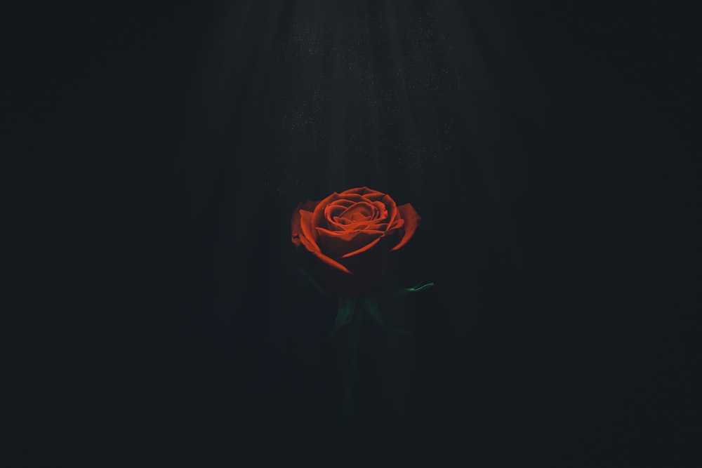 一本の赤いバラが暗闇の中で輝いています