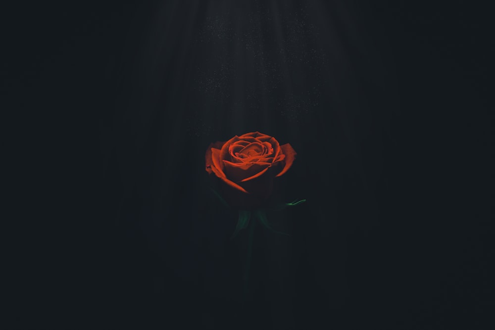 a single red rose is glowing in the dark