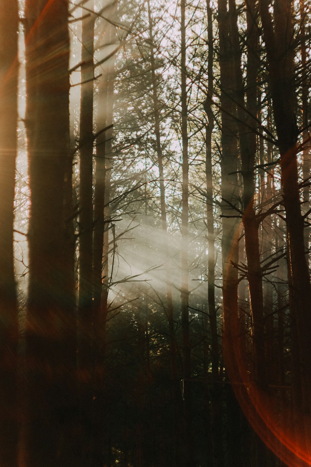 the sun is shining through the trees in the forest