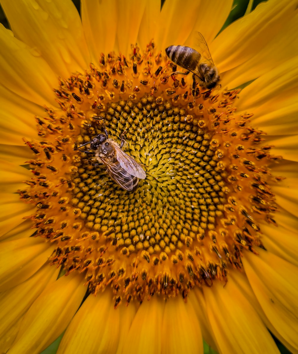 a sunflower with two bees on it