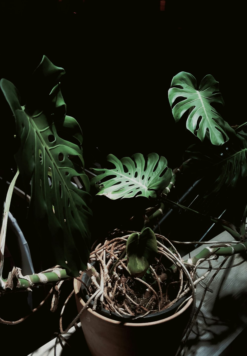 a potted plant sitting on top of a table