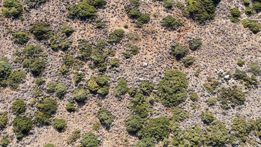 an aerial view of a forest with many trees