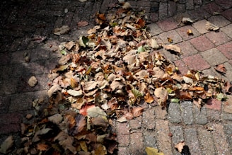Kids sweeping leaves into a pile on a bright afternoon.